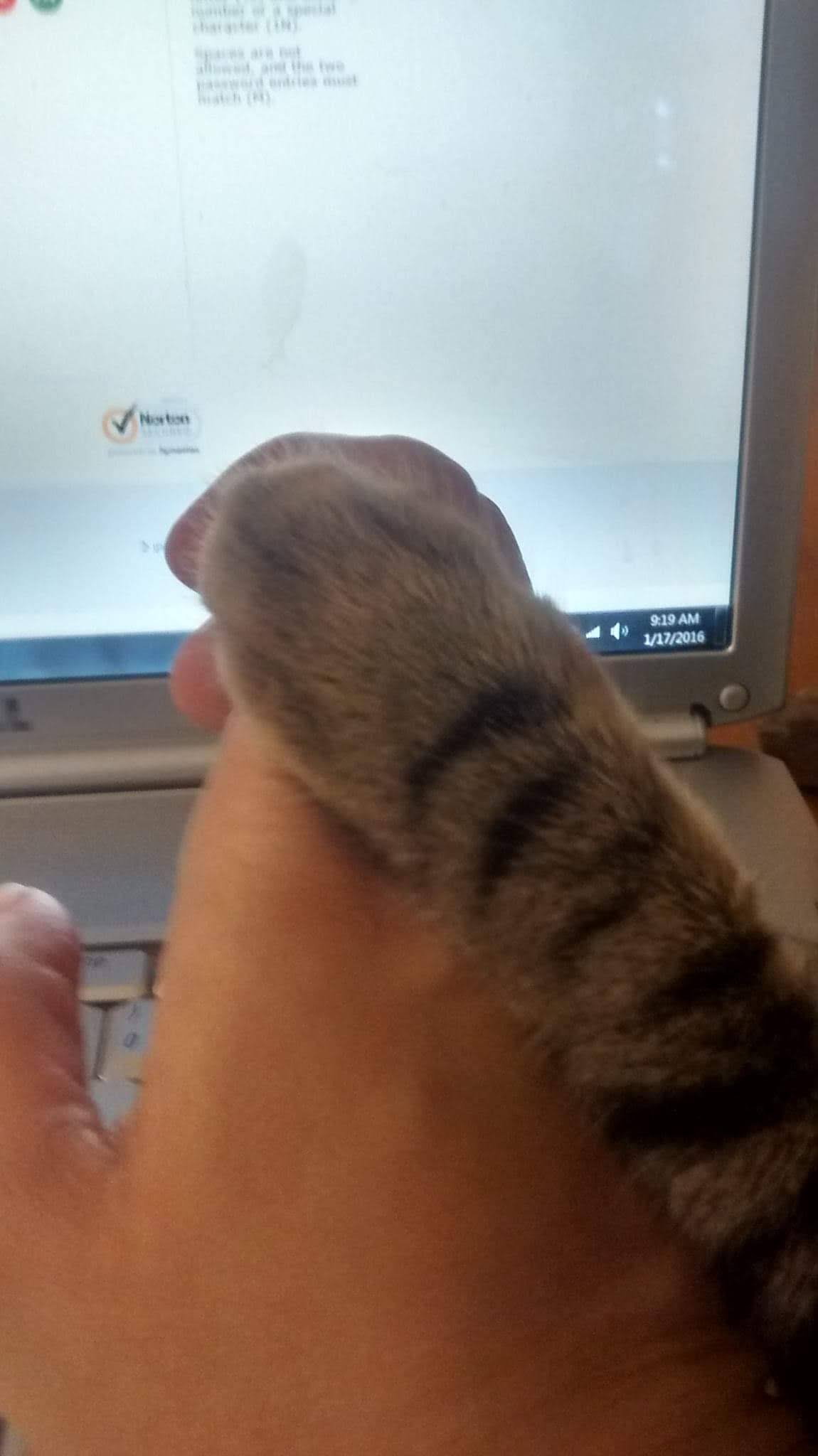 Coffee, Chaos, and My Manager is a Cat